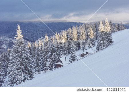 Majestic white spruces glowing by sunlight. Picturesque and gorgeous wintry scene. Location place Carpathian national park, Ukraine, Europe. Alps ski resort. Blue toning. Happy New Year Beauty world 122831931