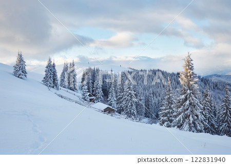 Majestic white spruces glowing by sunlight. Picturesque and gorgeous wintry scene. Location place Carpathian national park, Ukraine, Europe. Alps ski resort Majestic white spruces glowing by sunlight. Picturesque and gorgeous wintry scene. Location place Carpathian national park, Ukraine, Europe. Alps ski resort 122831940
