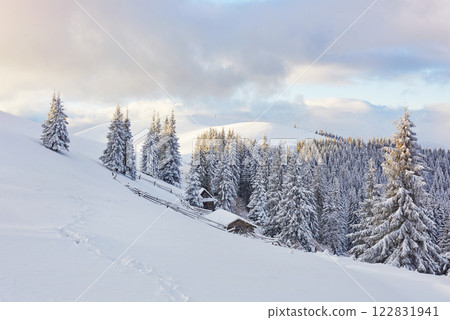 Majestic white spruces glowing by sunlight. Picturesque and gorgeous wintry scene. Location place Carpathian national park, Ukraine, Europe. Alps ski resort 122831941
