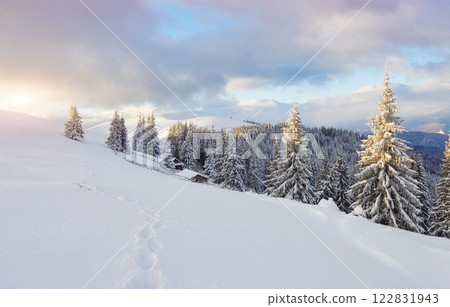 Majestic white spruces glowing by sunlight. Picturesque and gorgeous wintry scene. Location place Carpathian national park, Ukraine, Europe. Alps ski resort Majestic white spruces glowing by sunlight. Picturesque and gorgeous wintry scene. Location place Carpathian national park, Ukraine, Europe. Alps ski resort 122831943