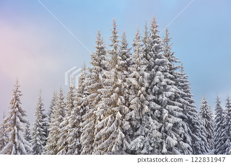 Majestic white spruces glowing by sunlight. Picturesque and gorgeous wintry scene. Location place Carpathian national park, Ukraine, Europe. Alps ski resort. Blue toning. Happy New Year Beauty world Majestic white spruces glowing by sunlight. Picturesque and gorgeous wintry scene. Location place Carpathian national park, Ukraine, Europe. Alps ski resort. Blue toning. Happy New Year Beauty world 122831947