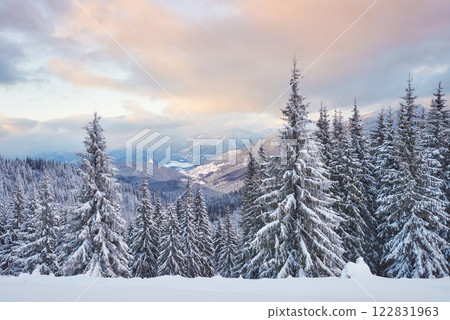 Majestic white spruces glowing by sunlight. Picturesque and gorgeous wintry scene. Location place Carpathian national park, Ukraine, Europe. Alps ski resort 122831963