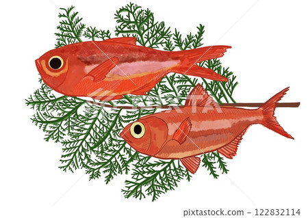 Illustration of alfonsino Illustration of alfonsino 122832114