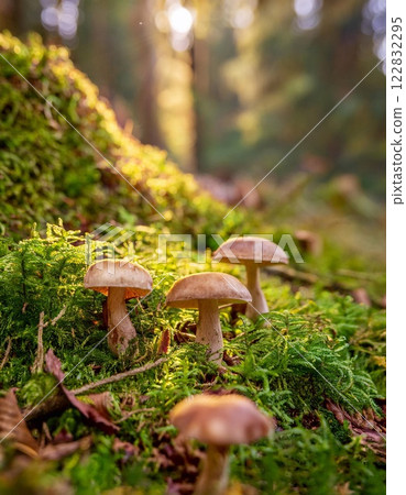mushrooms and moss on the ground in a forest 122832295