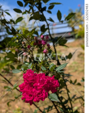 Sunny weather and roses 122832463