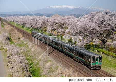 火車穿過一排壯觀的櫻花樹 火車穿過一排壯觀的櫻花樹 122832819