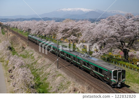 火車穿過一排壯觀的櫻花樹 122832820