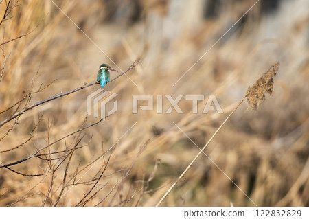 美麗的翠鳥時刻 122832829