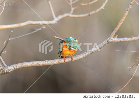 美麗的翠鳥時刻 美麗的翠鳥時刻 122832835