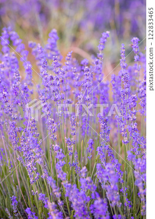 Lavender flowers close-up on blurred background Lavender flowers close-up on blurred background 122833465
