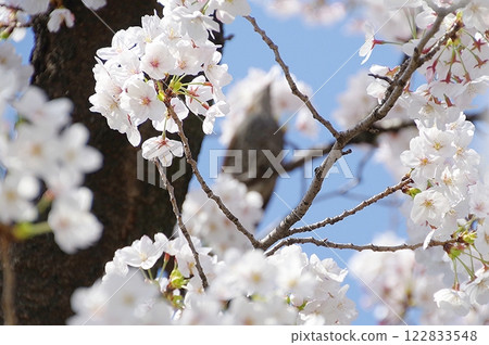 Cherry blossoms in full bloom 122833548