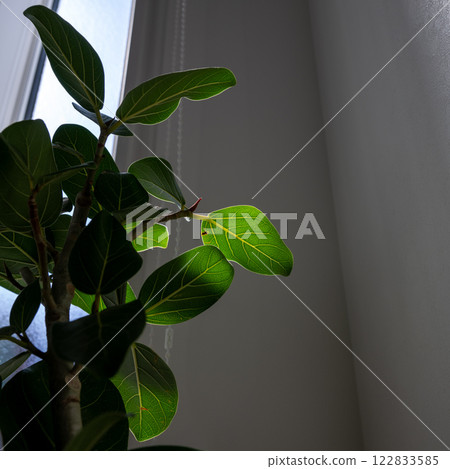Bright houseplant 122833585