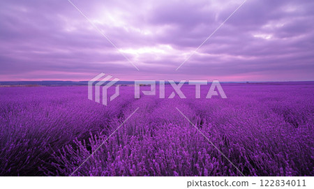 Field of lavender flowers with a purple sky in the background. The sky is cloudy and the sun is setting Field of lavender flowers with a purple sky in the background. The sky is cloudy and the sun is setting 122834011
