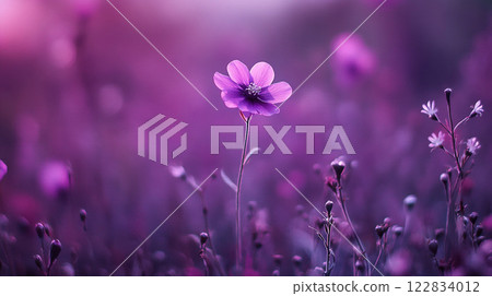 Purple flower is the main focus of the image, surrounded by a field of purple flowers. Scene is serene and peaceful, as the flowers are spread out and not clustered together Purple flower is the main focus of the image, surrounded by a field of purple flowers. Scene is serene and peaceful, as the flowers are spread out and not clustered together 122834012