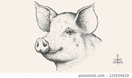 Pork, pig, hog. Hand drawn. Vintage retro print, black white pig head, pork drawing, engrave old school style. Sketch artwork ink pencil style drawing. Butchery, pork pig farm. Vector Illustration 122834020
