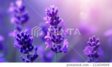 Bunch of purple flowers with a light blue background. The flowers are in full bloom and are very pretty Bunch of purple flowers with a light blue background. The flowers are in full bloom and are very pretty 122834049
