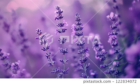 Bunch of purple flowers with purple stems. The flowers are in a field Bunch of purple flowers with purple stems. The flowers are in a field 122834072
