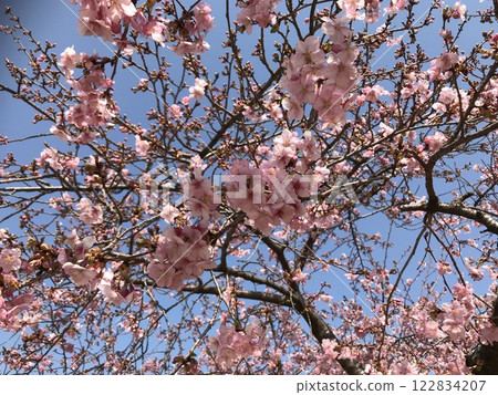 Cherry blossoms in full bloom against the blue sky 122834207