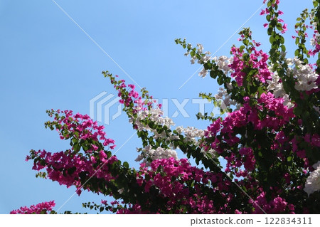 Blooming bougainvillea bush, floral background. A popular ornamental plant named after explorer Louis Antoine de Bougainville. 122834311