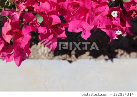 Blooming bougainvillea bush, floral background. A popular ornamental plant named after explorer Louis Antoine de Bougainville. Blooming bougainvillea bush, floral background. A popular ornamental plant named after explorer Louis Antoine de Bougainville. 122834314