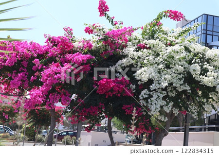 Blooming bougainvillea bush, floral background. A popular ornamental plant named after explorer Louis Antoine de Bougainville. 122834315