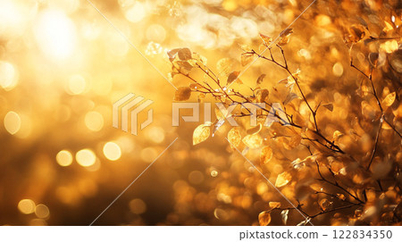 Tree with leaves that are yellow and brown. The leaves are scattered throughout the tree and the sunlight is shining on them 122834350