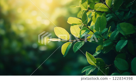 Leafy green bush with a bright sun shining on it. The leaves are lush and vibrant, and the sunlight creates a warm and inviting atmosphere 122834398