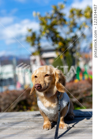 Dachshund taking a walk in the park Dachshund taking a walk in the park 122834487