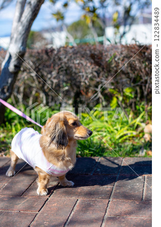Dachshund taking a walk in the park 122834489