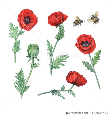 Watercolor set with red poppies and bumblebees. Illustration of red spring flowers. Botanical drawing of wildflowers. Garden and wild plants. Suitable for flower shops, weddings, packages. Watercolor set with red poppies and bumblebees. Illustration of red spring flowers. Botanical drawing of wildflowers. Garden and wild plants. Suitable for flower shops, weddings, packages. 122834517