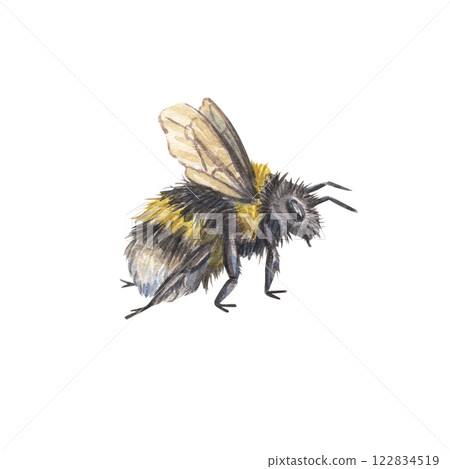 Cute shaggy watercolor bumblebee isolated on a white background. Illustration of an insect with yellow stripes. Botany. The bumblebee is flying. Suitable for a honey store, scientific designs. Cute shaggy watercolor bumblebee isolated on a white background. Illustration of an insect with yellow stripes. Botany. The bumblebee is flying. Suitable for a honey store, scientific designs. 122834519