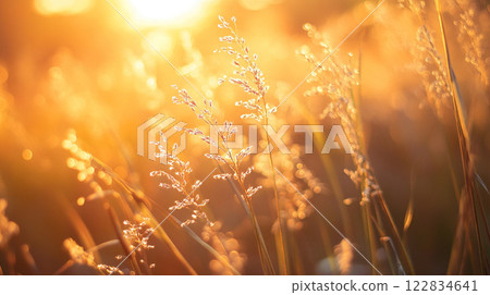 Field of tall grass with the sun shining on it. The sun is in the background and the grass is in the foreground 122834641