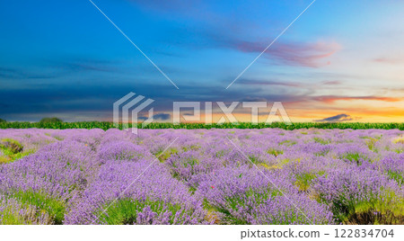 Field with blooming lavender and bright sunrise. Field with blooming lavender and bright sunrise. 122834704