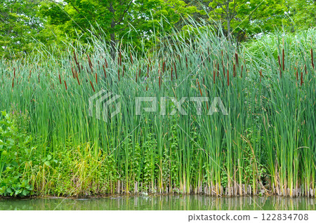 Reeds, cattails and reeds near a pond in a beautiful park. 122834708