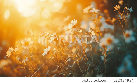 Field of yellow flowers with the sun shining on them. The sun is bright and the flowers are in full bloom 122834954