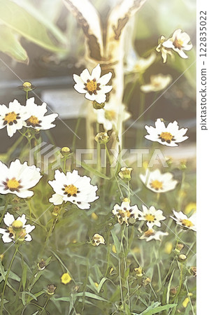 Autumn white coreopsis flower background illustration (vertical) 122835022
