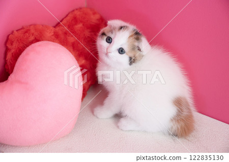 Pink back and Scottish fold kitten 122835130