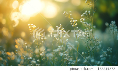 Field of white flowers with the sun shining on them. The sun is in the background and the flowers are in the foreground 122835272