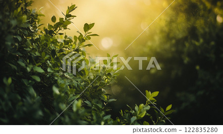Lush green bush with leaves that are full and vibrant. The sunlight is shining through the leaves, creating a beautiful and serene atmosphere 122835280