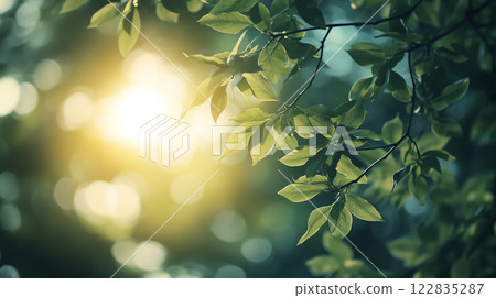 Leafy tree with sunlight shining through the leaves. The sunlight creates a warm and inviting atmosphere 122835287