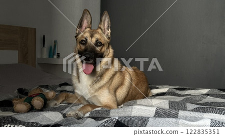 Pets friendly and care concept. Sleepy Brown Dog Resting on Gray Neutral Bed. Belgian Shepherd dog lying on owner's bed. Pet. 122835351
