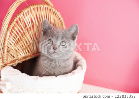 粉紅色袋子和籃子裡的 Chartreux 小貓 122835352