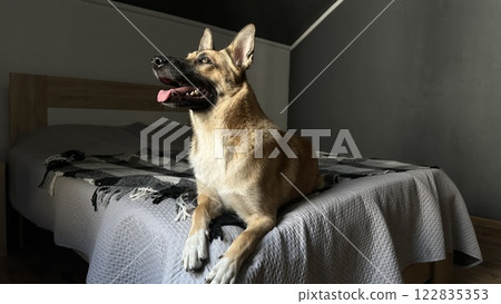 Pets friendly and care concept. Sleepy Brown Dog Resting on Gray Neutral Bed. Belgian Shepherd dog lying on owner's bed. Pet. 122835353