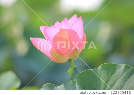 Cluster of lotus, Karasuma peninsula [Kusatsu City, Shiga Prefecture] 122835418
