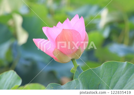 Cluster of lotus, Karasuma peninsula [Kusatsu City, Shiga Prefecture] 122835419