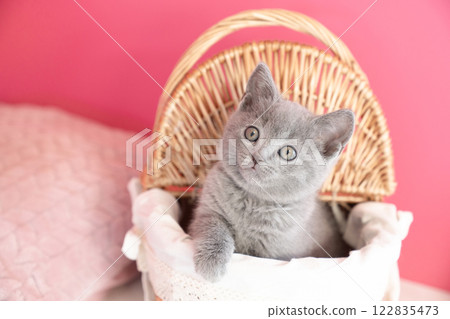 Pink bag and Chartreux kitten in a basket 122835473