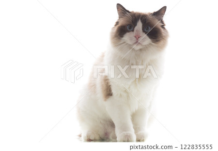Blue-eyed Ragdoll cat, isolated on white background 122835555