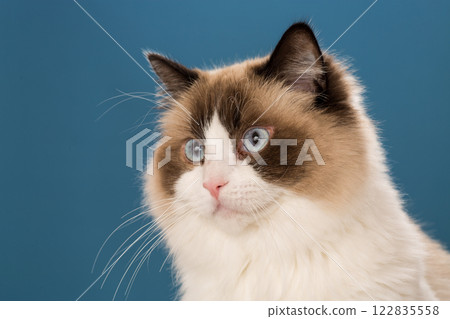 Beautiful Ragdoll cat with white and brown fur 122835558