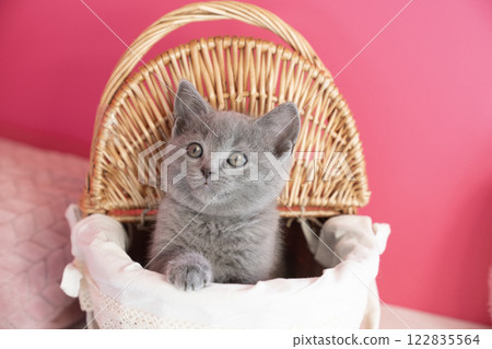 粉紅色袋子和籃子裡的 Chartreux 小貓 122835564