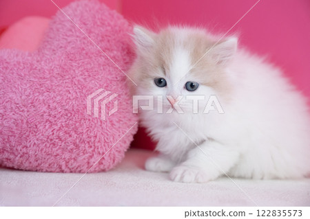 Pink back and Scottish fold kitten 122835573